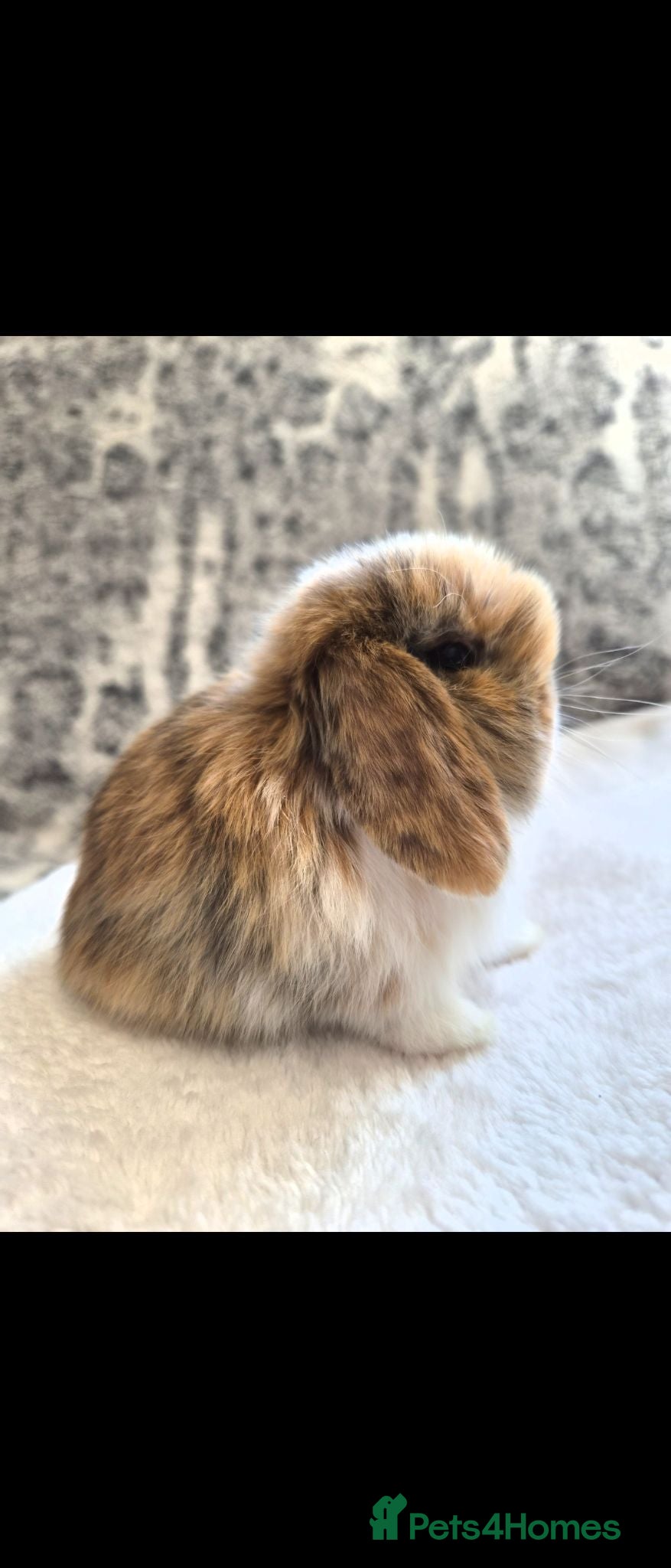 Mini Lop rabbits Tri mantle Baby boy and Girl available  - Advert 2