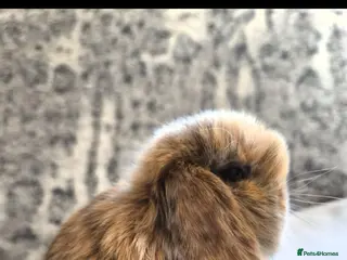 Mini Lop rabbits Tri mantle Baby boy and Girl available - Advert 2