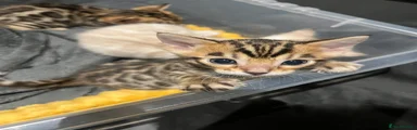 Bengal Kitten 2 (likely male tbc)