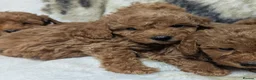 Toy Poodle dogs for sale: Stunning DNA Clear Toy Mini Poodle Puppies  - Advert 20