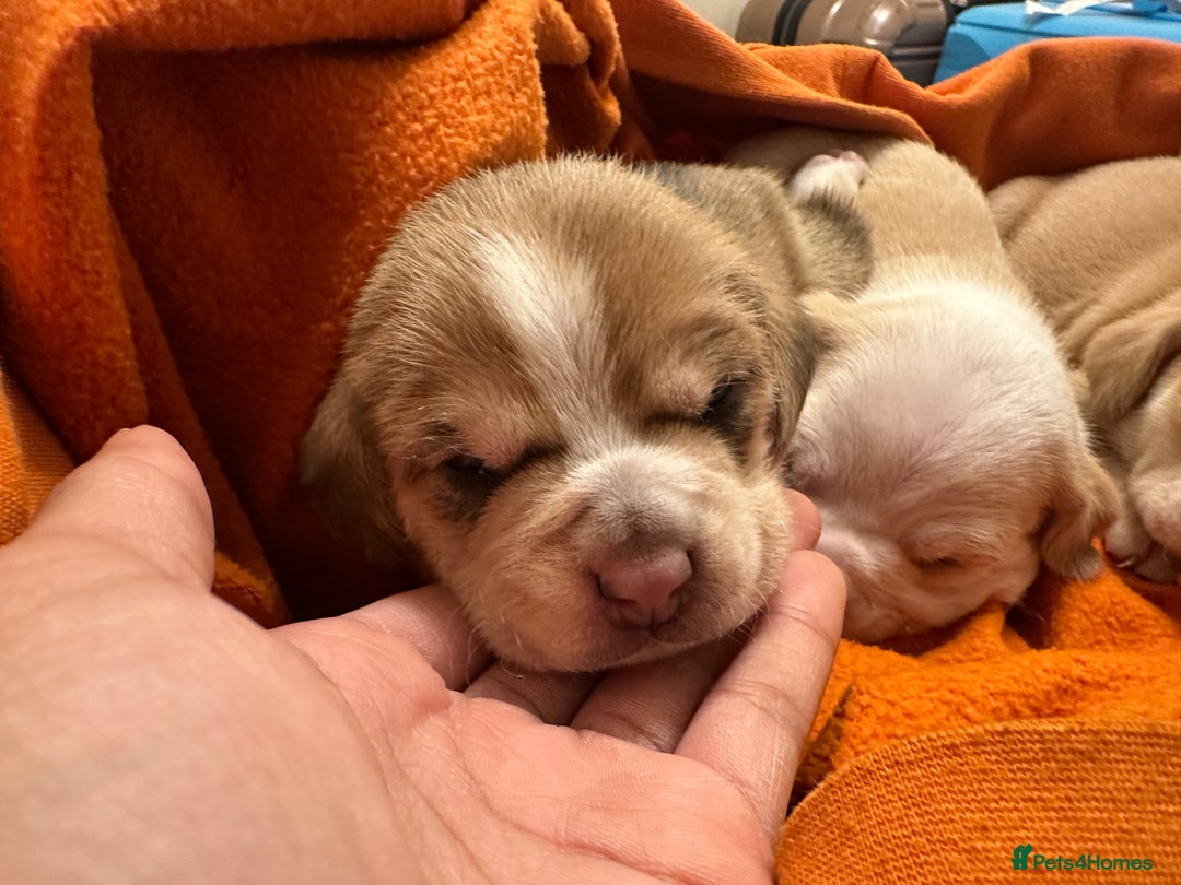 Mixed Breed dogs for sale: Beagle / pocket bully puppies  - Advert 3