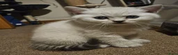 British Shorthair cats for sale: Beautiful GCCF Registered Kittens For Sale - Advert 16