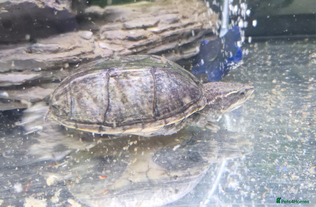 Turtle reptiles for sale: 2 musk turtles and tank - Image 4