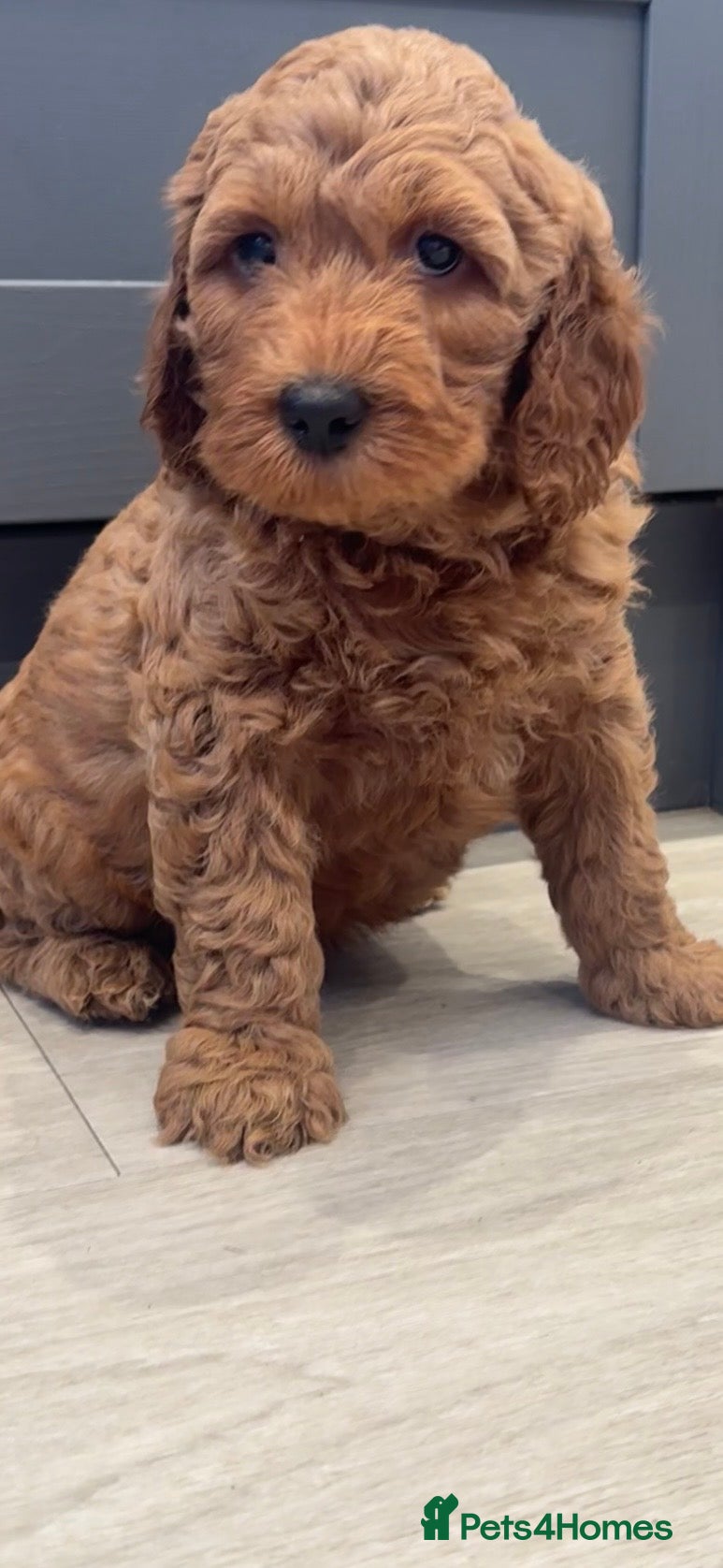 Goldendoodle dogs Outstanding Goldendoodles - Advert 2
