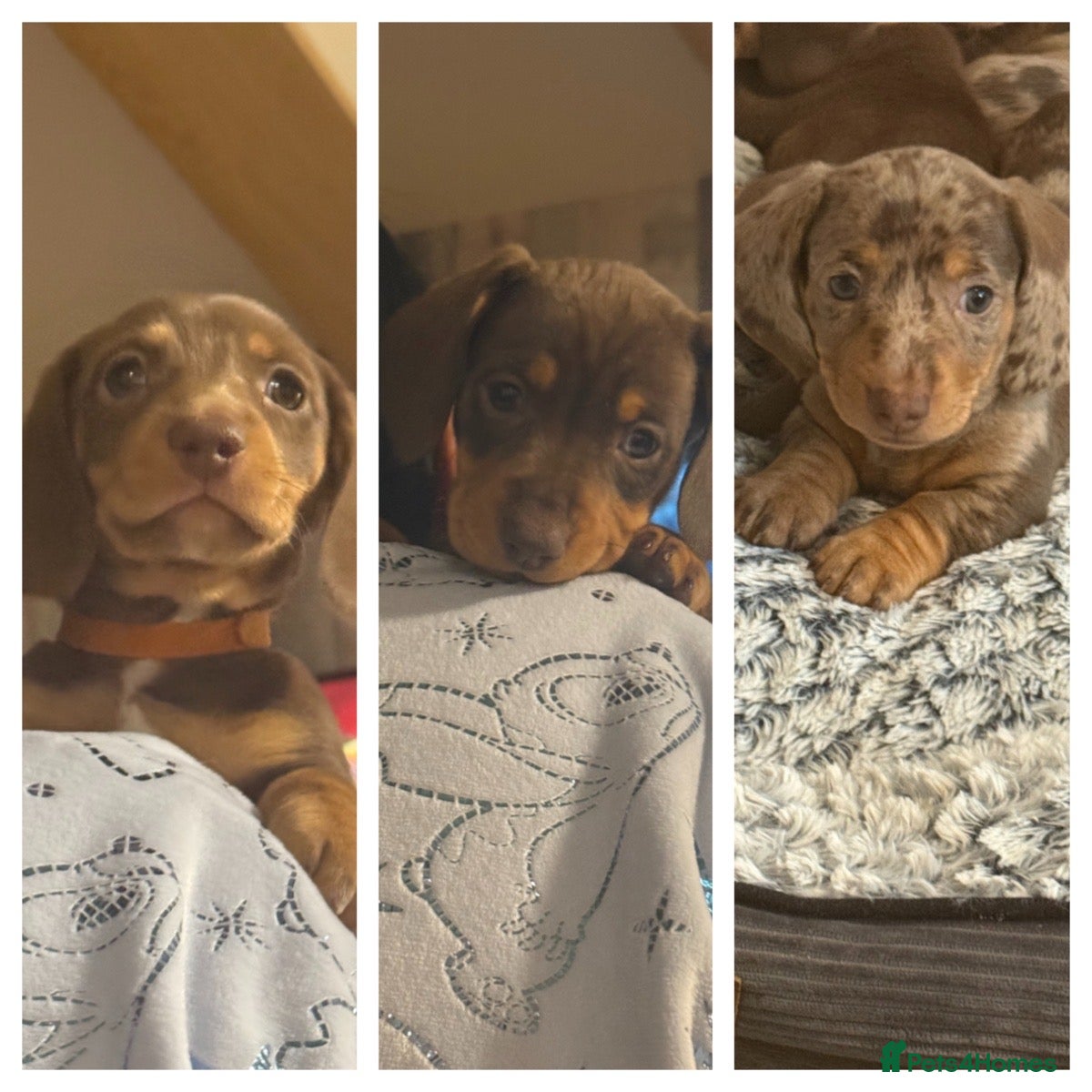 Miniature Dachshund dogs Gorgeous mini dachshunds *2 girls and 1 boy left * - Advert 16