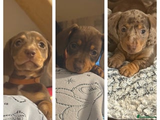 Miniature Dachshund dogs Gorgeous mini dachshunds *2 girls and 1 boy left * - Advert 16
