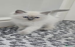 Ragdoll cats for sale: Gorgeous Ragdoll Kittens  - Image 2