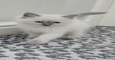 Ragdoll cats - Advert 9