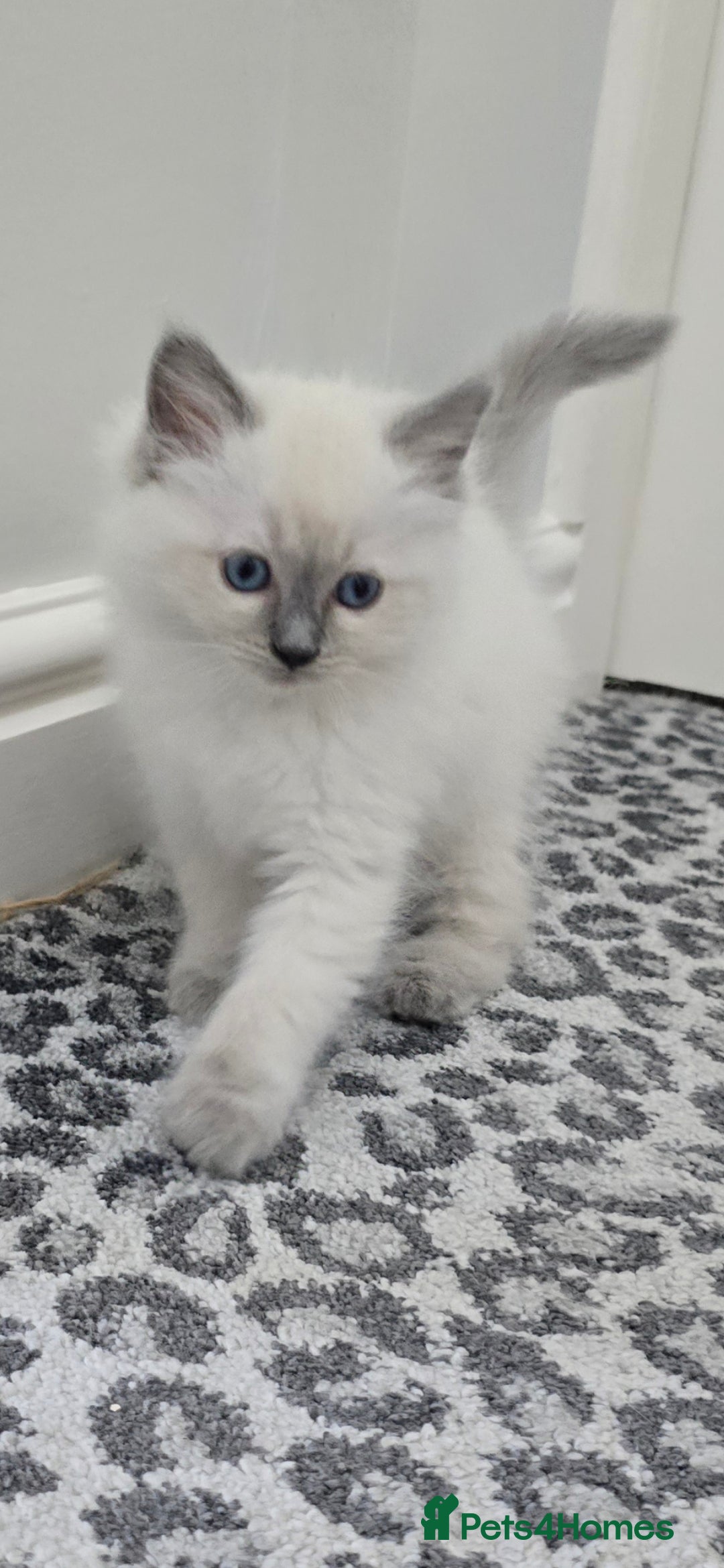 Ragdoll cats for sale: Gorgeous Ragdoll Kittens  - Image 2