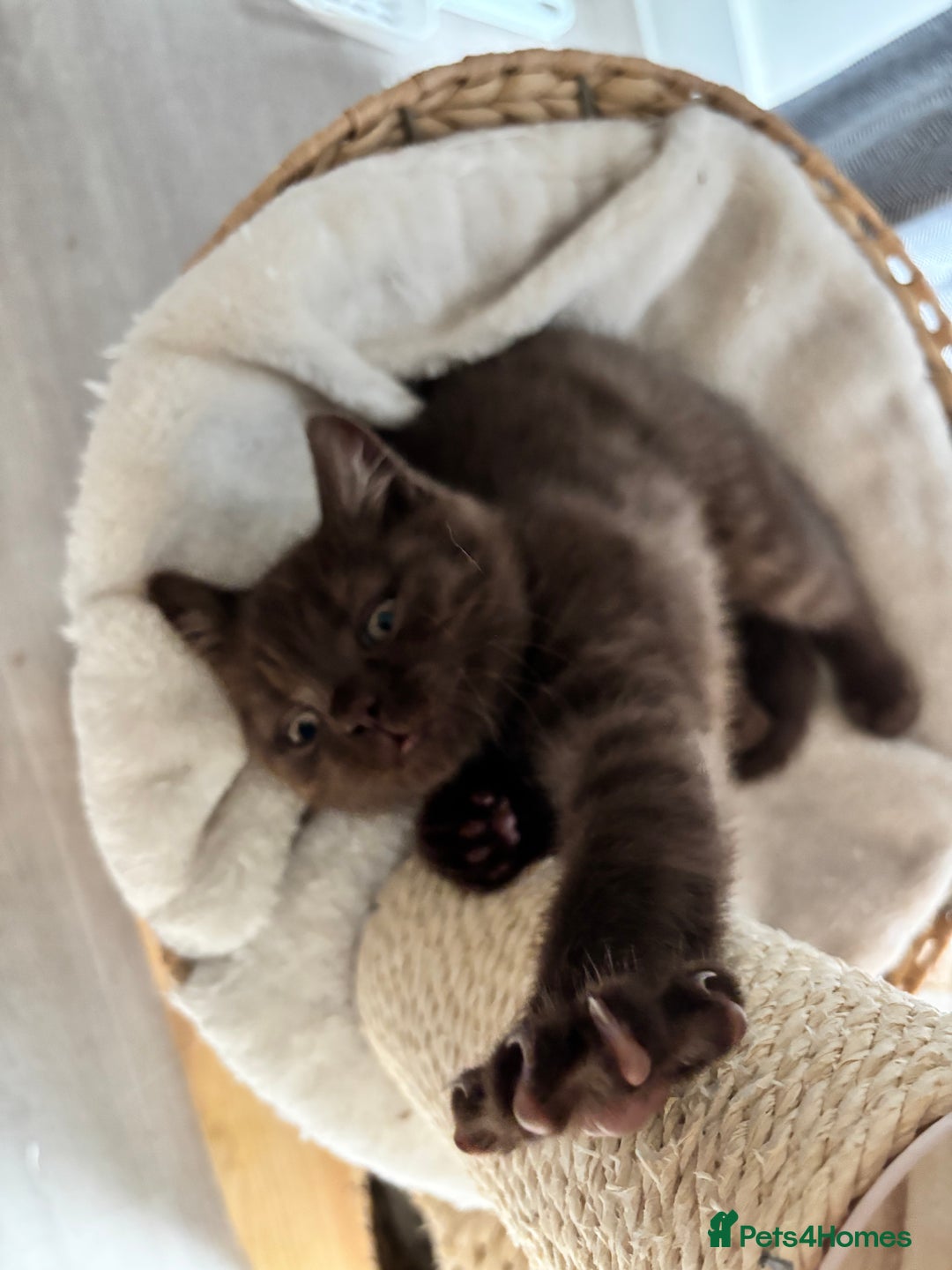 British Shorthair cats for sale: 🏆 pedigree British shorthair🏆 - Image 11