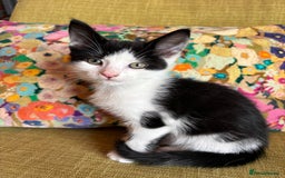 Mixed Breed cats for sale: 7 happy kittens ready for their new home - Image 3