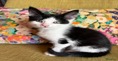 Mixed Breed cats - Advert 8