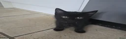 Mixed Breed cats for sale: Four Gorgeous Fluffy Black Kittens 🐈‍⬛🖤 - Advert 3
