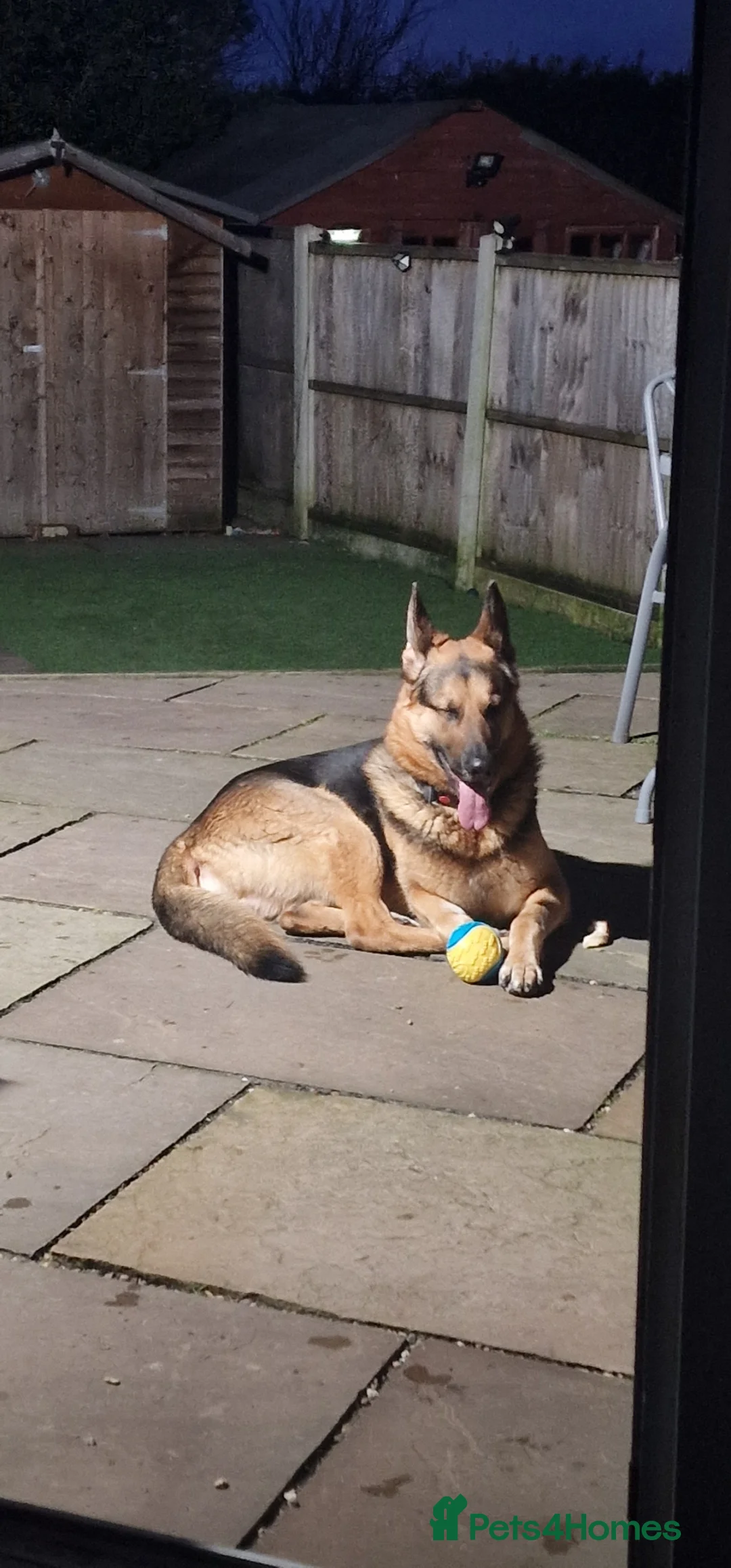 German Shepherd dogs for sale: 🐾 German Shepherd (Male - 2 years) 🐾 - Advert 2