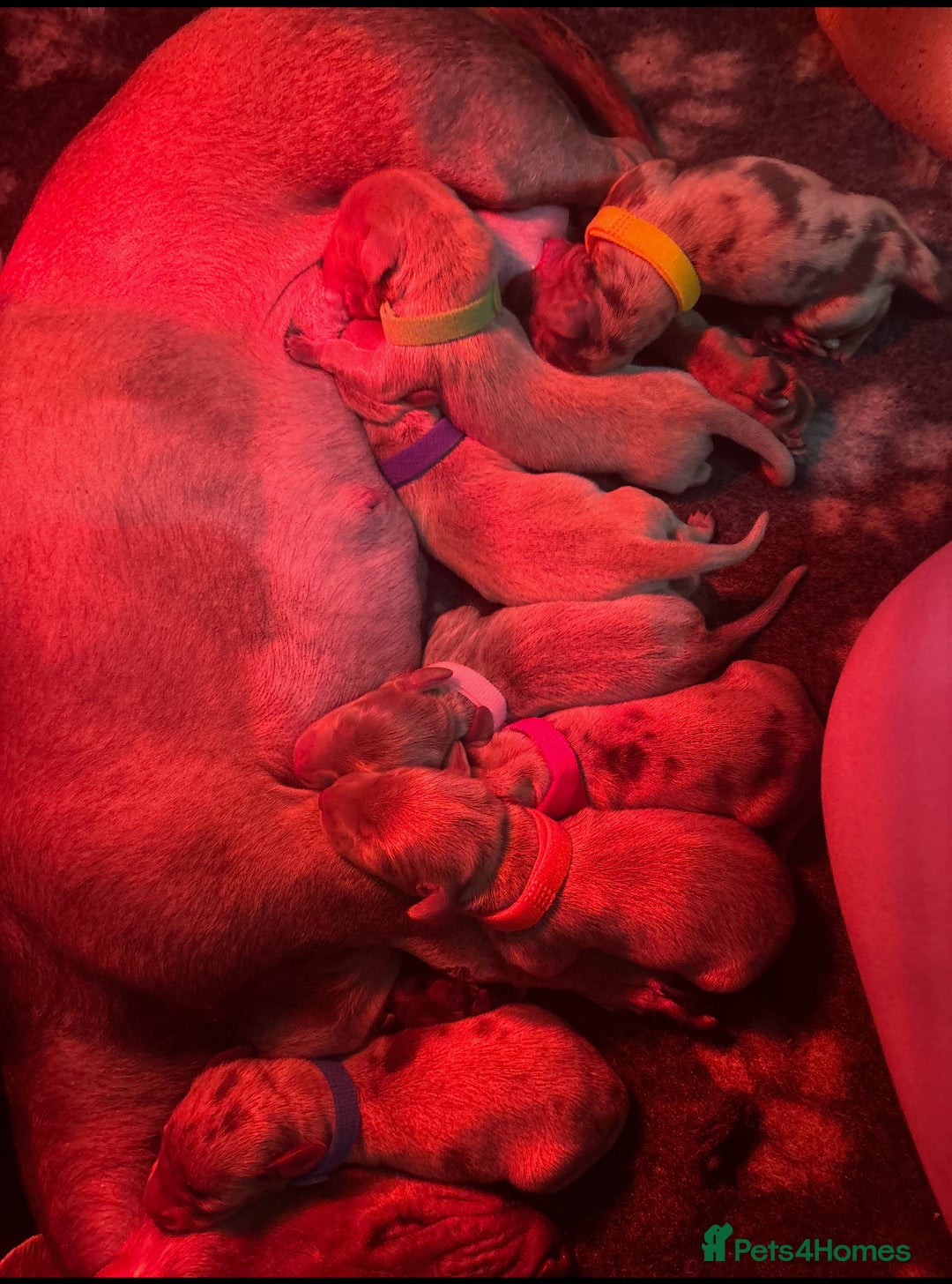 Miniature Dachshund dogs for sale: Quality miniature Dachshunds Liverpool  - Image 9