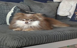 Pomeranian dogs for sale: Russian import boy Looking for his forever home  - Image 3