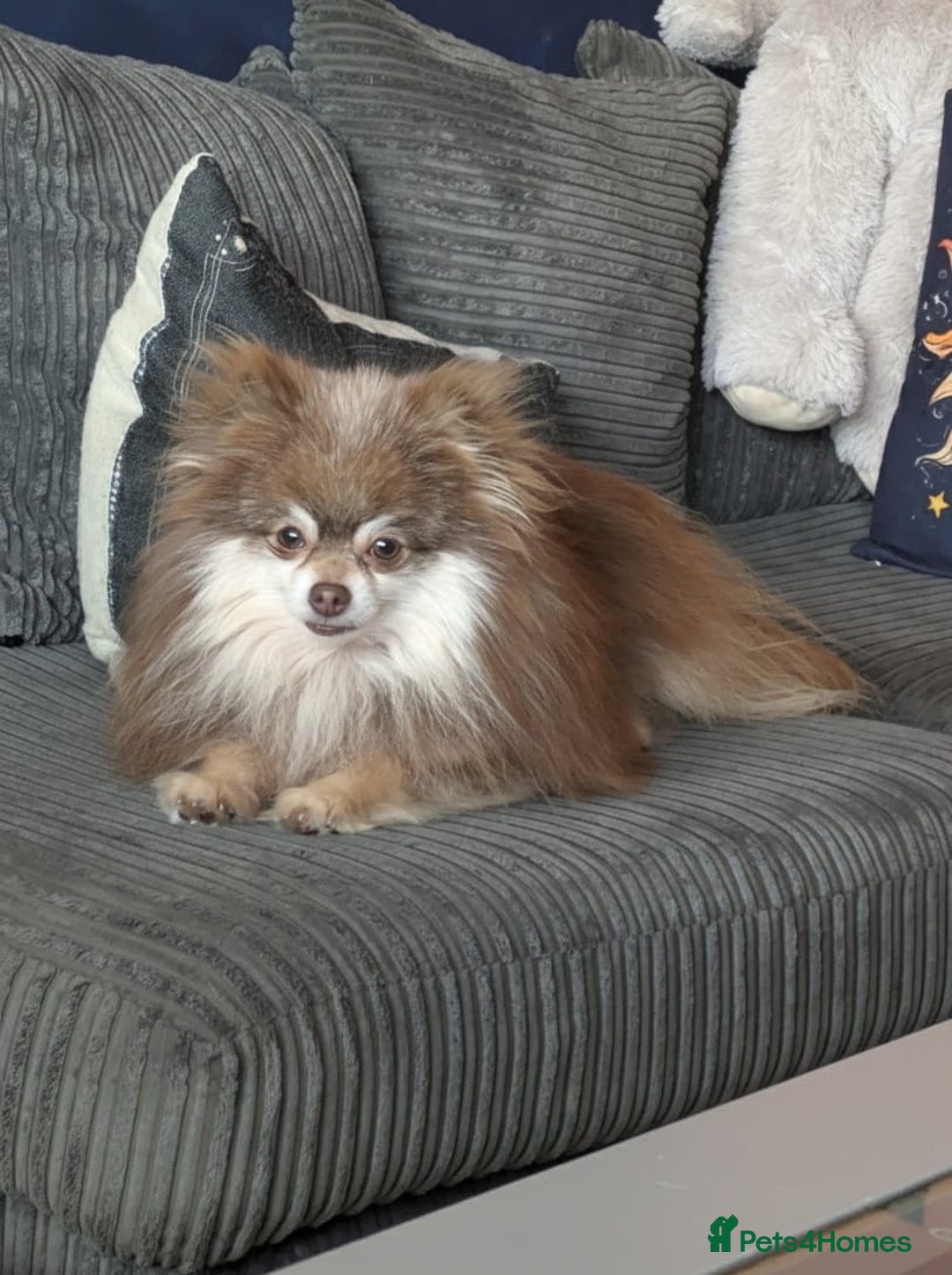 Pomeranian dogs for sale: Russian import boy Looking for his forever home  - Image 3