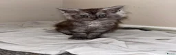 Maine Coon cats for sale: 2 beautiful Maine coon boys  - Advert 4
