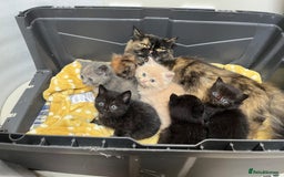 Mixed Breed cats for sale: £100 mixed persian + tortoise shell kittens - Image 1