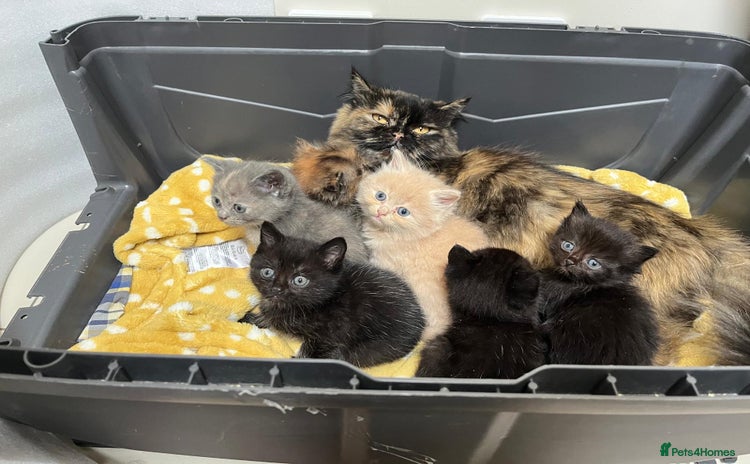 Mixed Breed cats - Advert 4