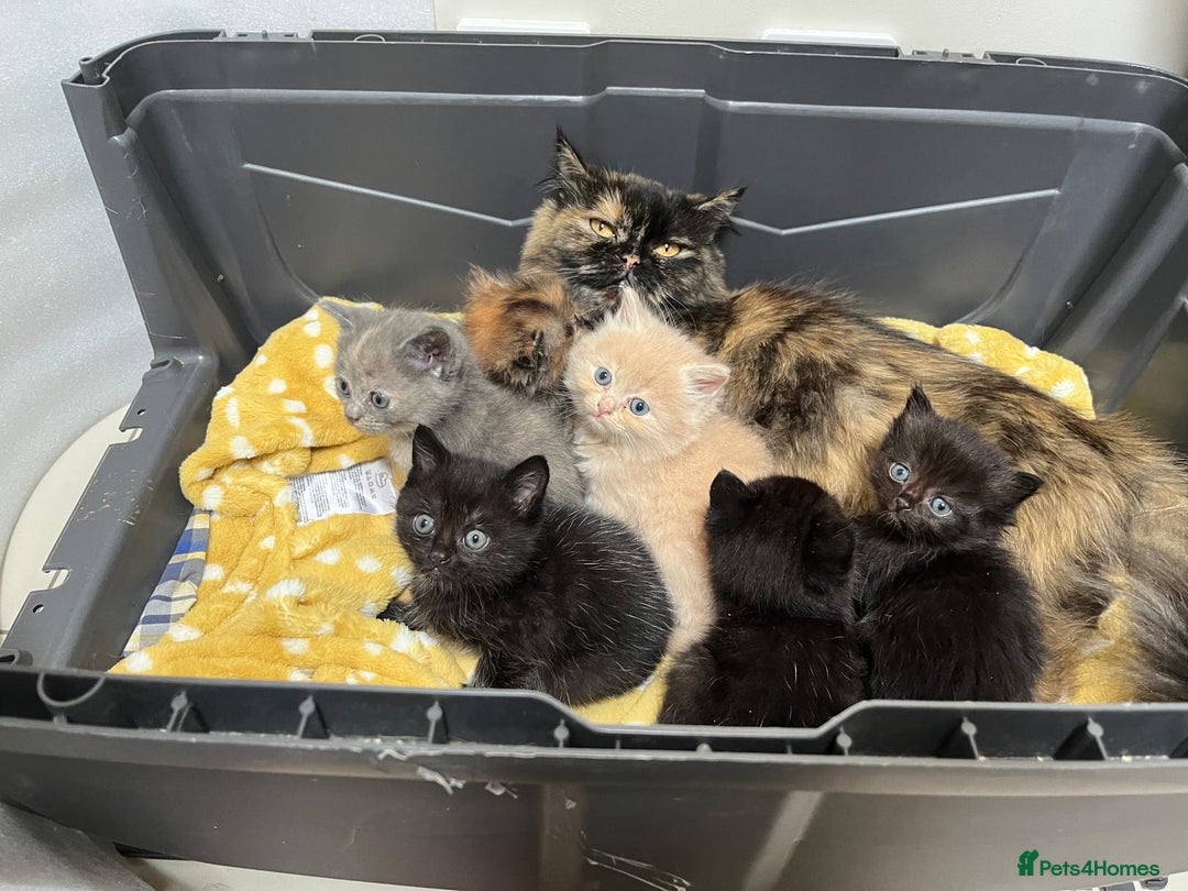Mixed Breed cats for sale: £100 mixed persian + tortoise shell kittens - Image 1