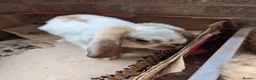 Mixed Breed rabbits for sale: Baby rabbits in Fleet - Advert 2