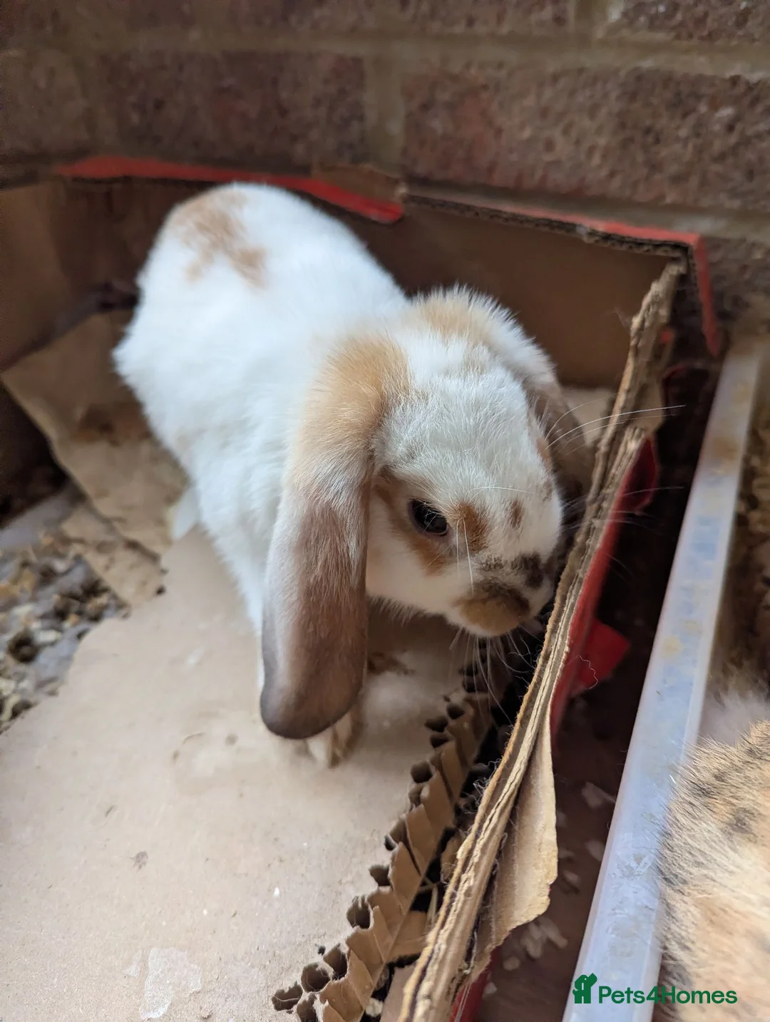 Mixed Breed rabbits for sale: Baby rabbits in Fleet - Advert 2