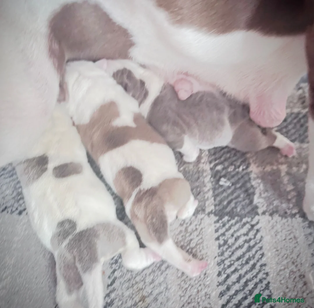 Olde English Bulldogge dogs for sale: 24 YEARS PROS, 5⭐️RATED LICENSED & REGISTERED  in Wisbech - Advert 19