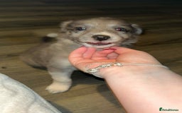 Border Collie dogs for sale: 4 blue maral border collies  - Image 3