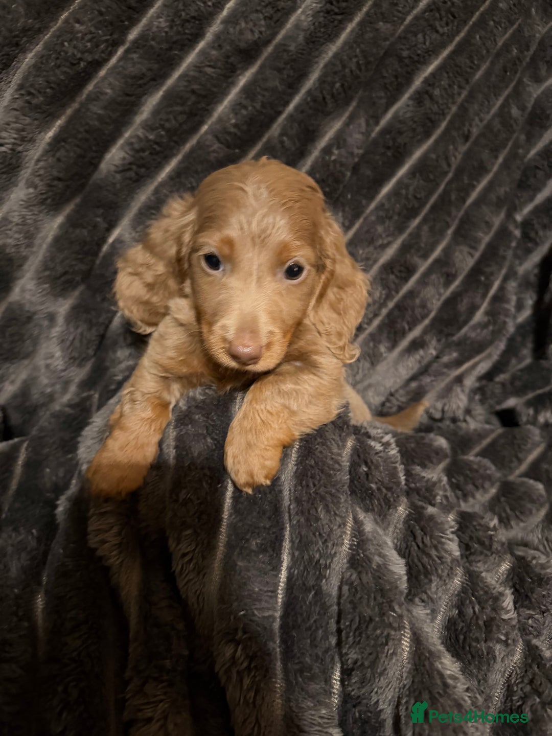 Miniature Dachshund dogs for sale: Stunning Miniature Dachshund kc reg READY NOW 🎄🎄 - Advert 30