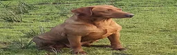 Labrador Retriever dogs for sale: Pondizfields Male Fox Red Labrador pups in Machynlleth - Advert 4
