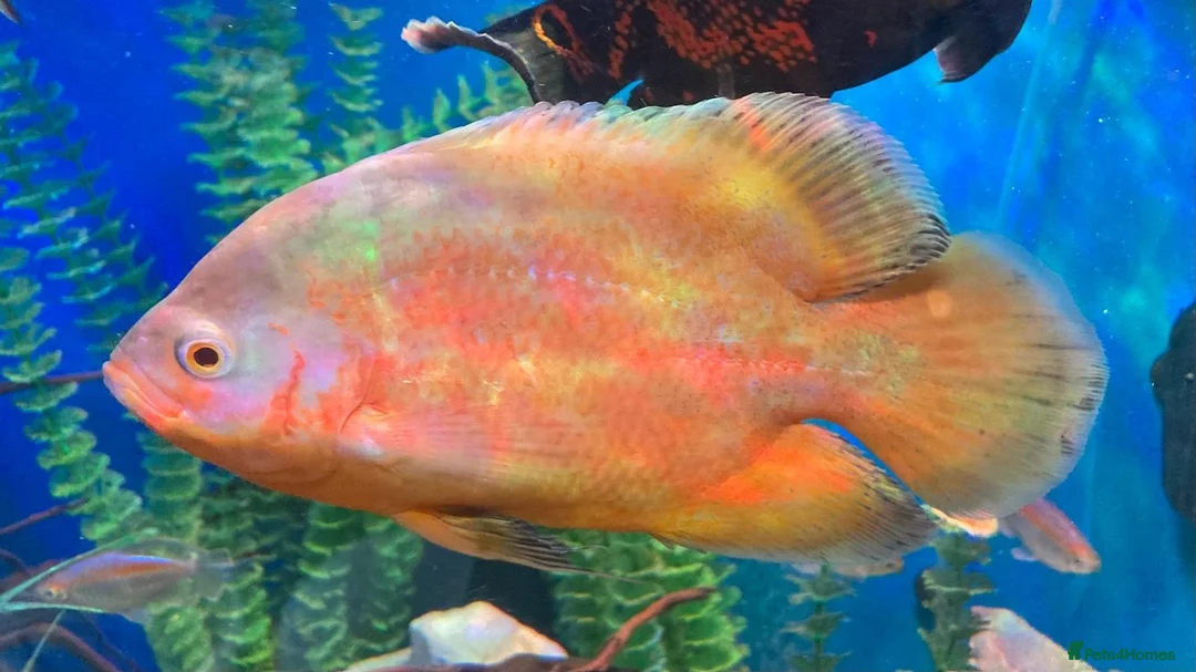 Cichlids fish for sale: Oscar fish in Kettering - Advert 3