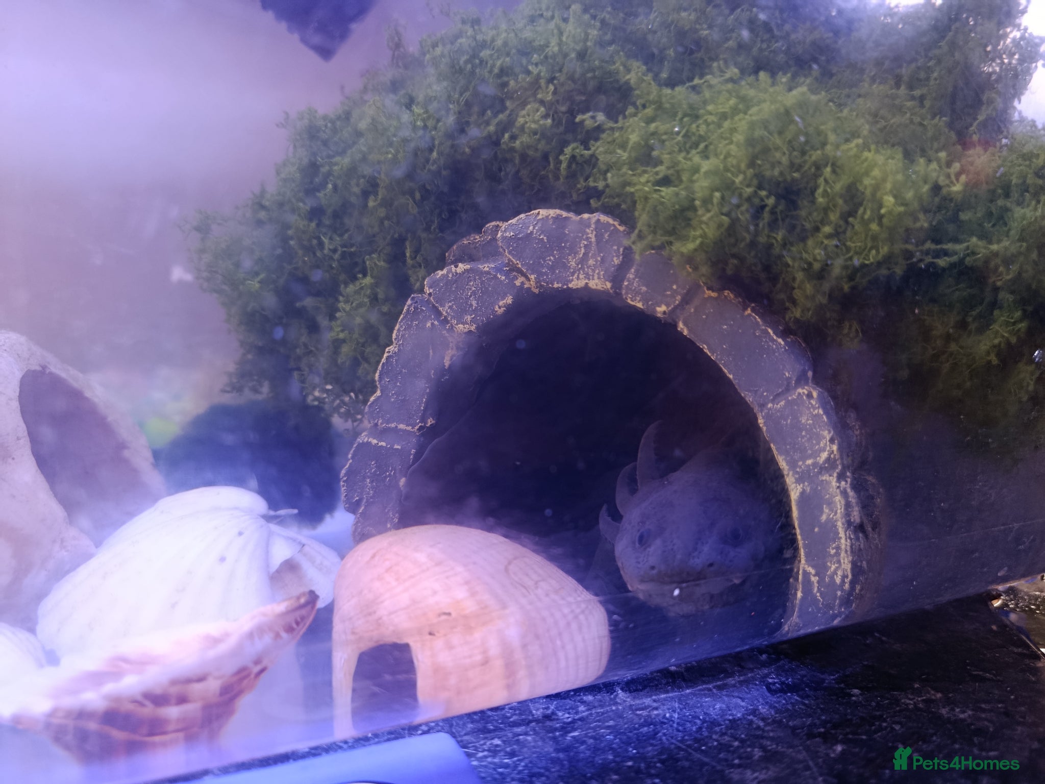 Axolotl reptiles Melanoid axolotl female  - Advert 2