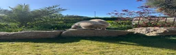 Chow Chow dogs for sale: Beautiful female chowchow - Advert 4