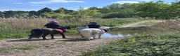Welsh Section A horses for sale: Gizmo the ultimate children’s pony  in Dereham - Advert 8