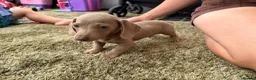 Miniature Dachshund dogs for sale: Miniature dachshund - Advert 6