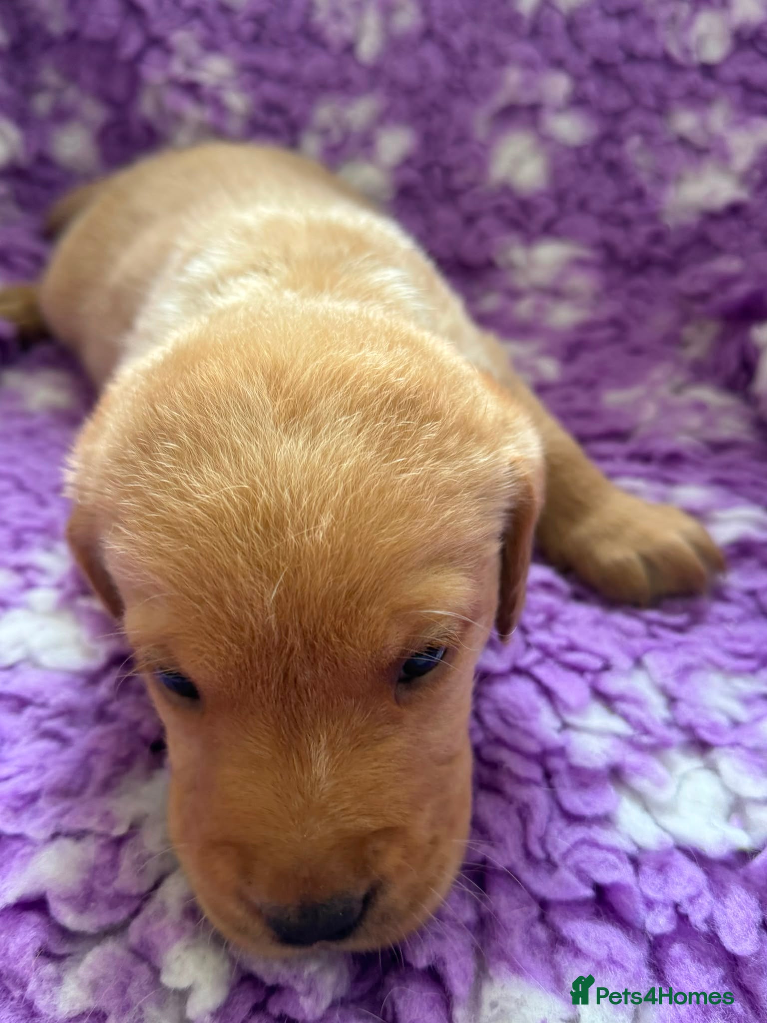 Labrador Retriever dogs for sale: Exceptional Working Labrador Puppies in Cheltenham - Advert 7