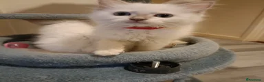 Ragdoll 2