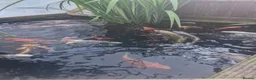 Koi Carp fish for sale: Koi carp various sizes - Advert 7