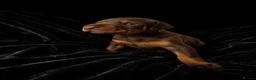Dobermann dogs for sale: DOBERMANN PUPPIES - Advert 5