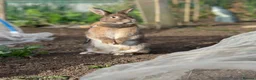 Mixed Breed rodents for sale: 2x rabbits  in Redcar - Advert 6