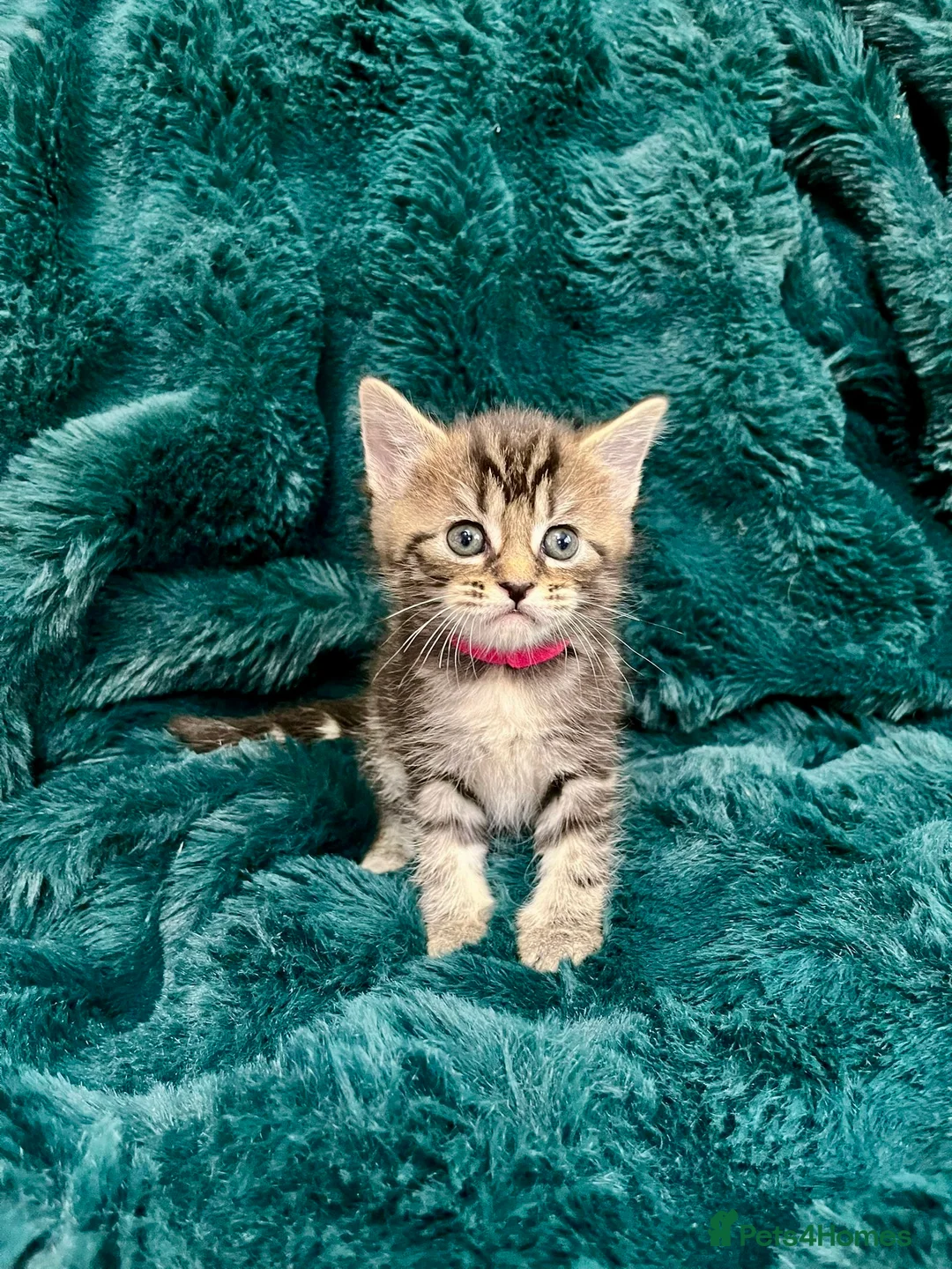 Maine Coon cats for sale: Last 2 kittens available  - Advert 17