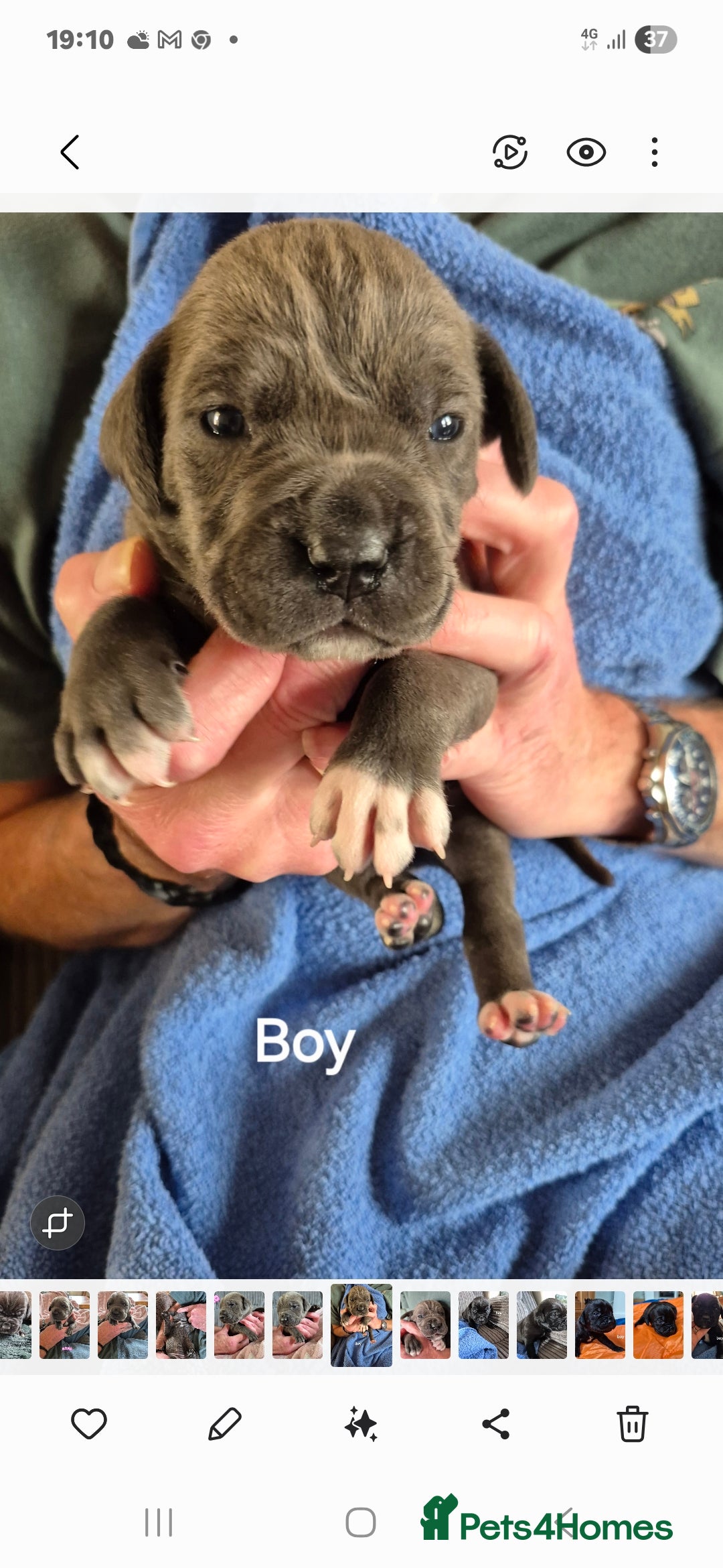 Cane Corso dogs for sale: Cane Corso Pups  - Image 4