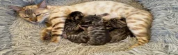 Bengal cats for sale: Half Bengal kittens - Advert 20