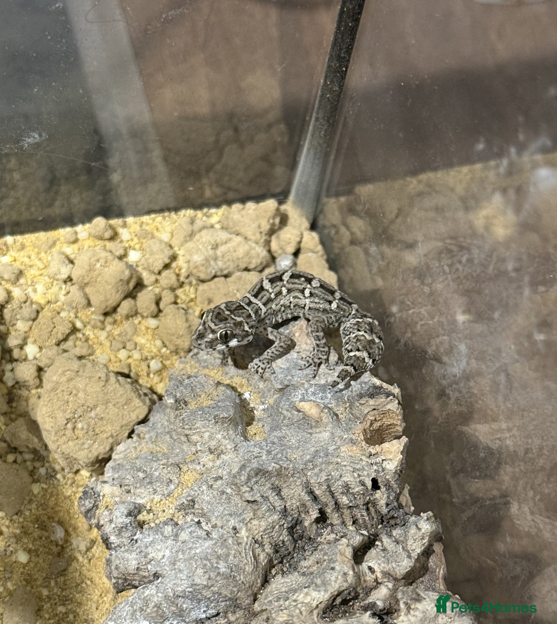 Gecko reptiles CB25 Viper Geckos - Advert 2