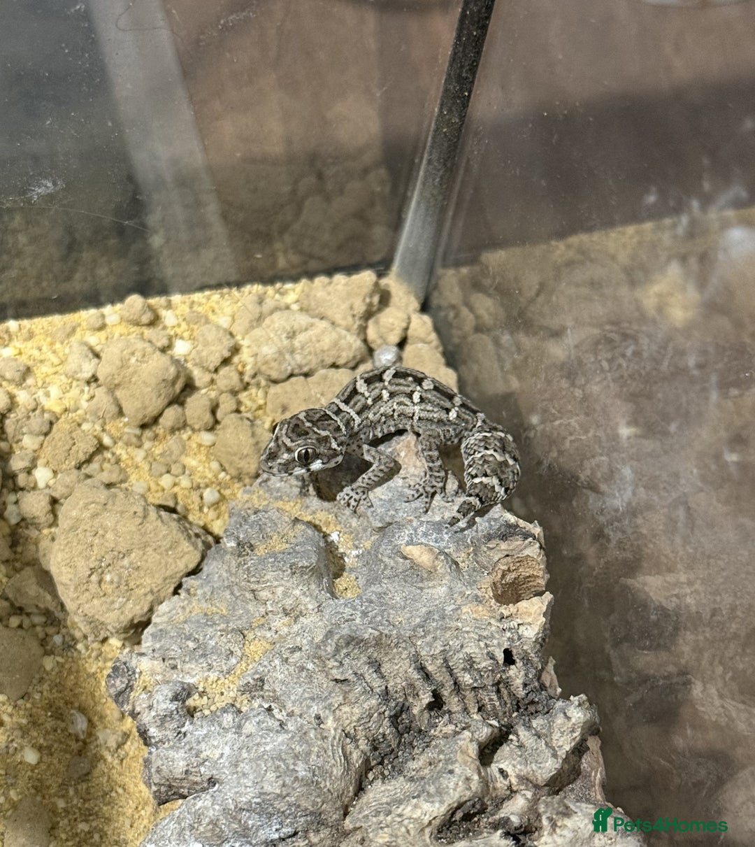 Gecko reptiles for sale: CB25 Viper Geckos - Advert 1