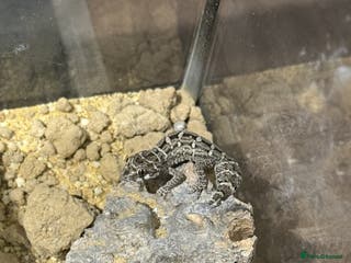 Gecko reptiles CB25 Viper Geckos - Advert 20