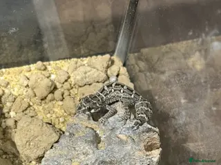 Gecko reptiles CB25 Viper Geckos - Advert 10