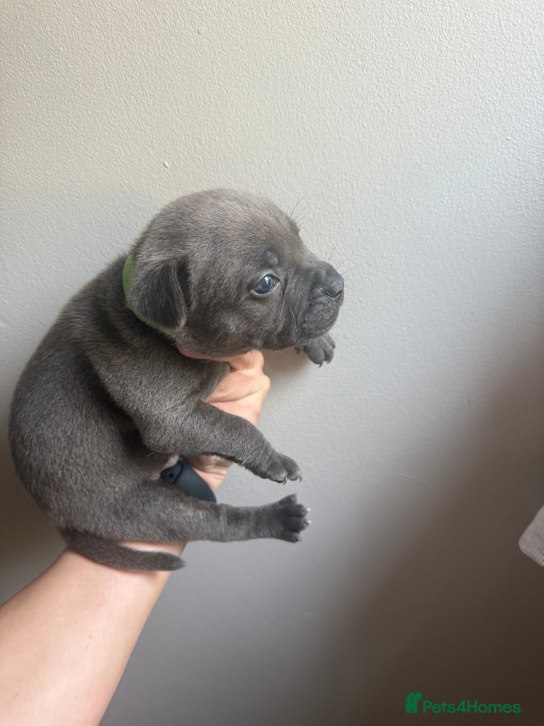 Mixed Breed dogs for sale: Frenchie x staffy  - Image 2