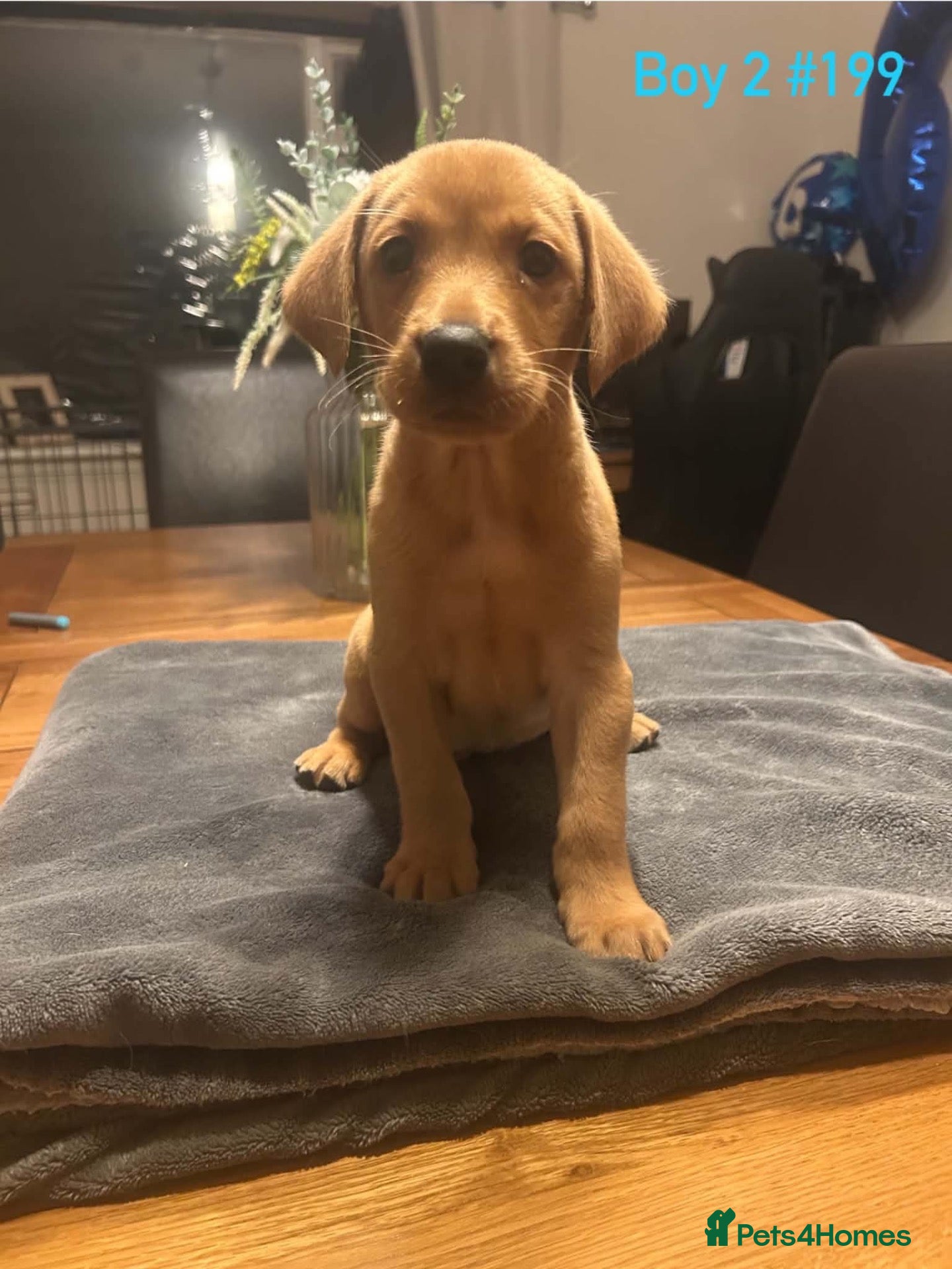 Labrador Retriever dogs Quality Lab Pups  - Advert 6